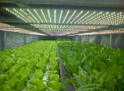 LED植物照明市場(chǎng)：在低調(diào)中綻放