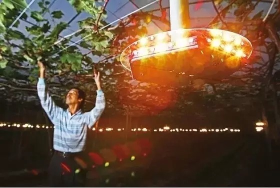 LED植物照明助力未來農場 上天下海輕松種菜去